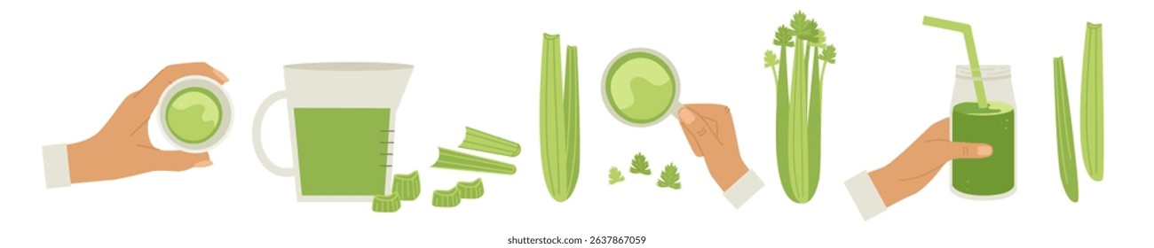 Celery set landscape. Hand with juice in glasses, view from different sides, bunches, chopped stems, leaves, decanter. Vector illustration in flat style for farm vegetable products. For design.
