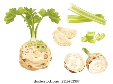 Celery set. Root and stem, whole and cut. Farm fresh vegetable icons. Vector illustrations isolated on white background.