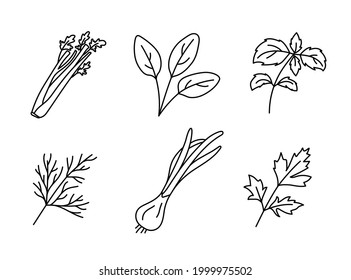 Celery, spinach, basil, dill, green onions and parsley. Herbs and vegetable sketch. Thin simple outline icon. Black contour line vector set. Doodle collection