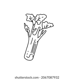 Celery stalk with leaves, hand drawn sketch style vector illustration isolated on white background. Celery plant leafstalks for healthy eating and detox diet.