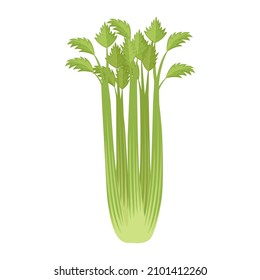 Celery stalks. Healthy eating. Harvest vegetable, vector illustration