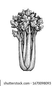 Celery stalks. Ink sketch isolated on white background. Hand drawn vector illustration. Retro style.
