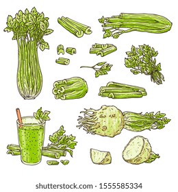 Celery stalks, leaves and root set with smoothie drink - isolated drawing on white background. Hand drawn green vegetable chopped up and whole - vector illustration.