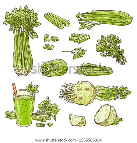 Celery stalks, leaves and root set with smoothie drink - isolated drawing on white background. Hand drawn green vegetable chopped up and whole - vector illustration.