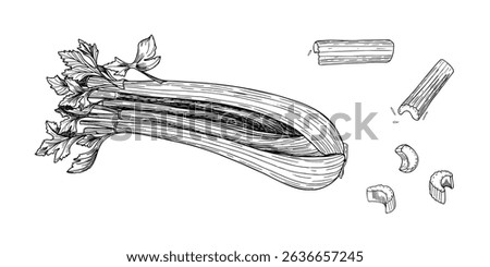 Celery stalks, leaves top and sliced pieces hand drawn black and white outline vector illustration. Crisp vegetable line art sketch for healthy food labels, packaging, and organic product design.