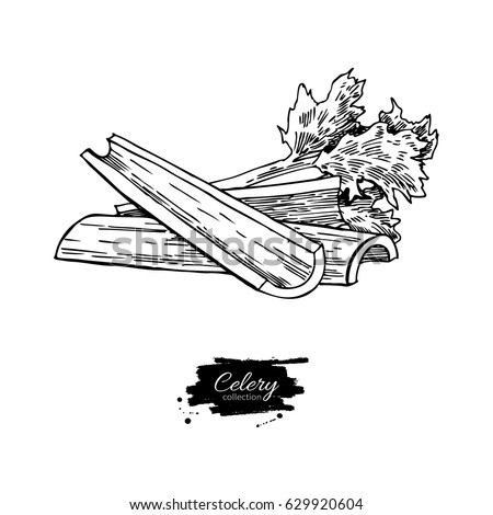 Celery stick hand drawn vector illustration. Isolated Vegetable engraved style object. Detailed vegetarian food drawing. Farm market product. Great for menu, label, icon