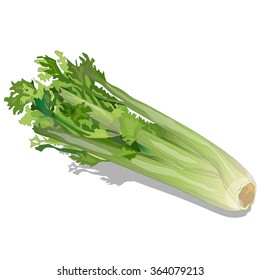 Celery Vector Collection Isolated On White Background