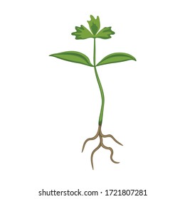 Celery vector icon. Cartoon vector icon isolated on white background.