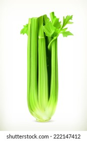 Celery, vector illustration