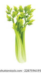 Celery vector illustration. Fresh vegetable isolated on white background