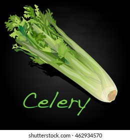 Celery vector illustration isolated