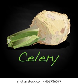 Celery vector illustration isolated