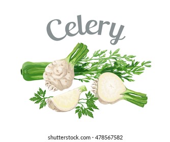 Celery. Vector illustration made in a realistic style, isolated on white background.