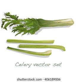 Celery vector isolated on white background