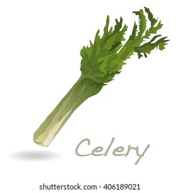 Celery vector isolated on white background