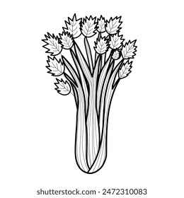 Celery vegetable in black and white. Fresh celery element isolated in outline for farm market design. Organic healthy food clipart. Vector illustration