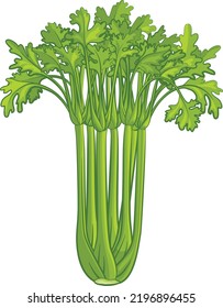 A Celery Vegetable Cartoon Food Illustration 