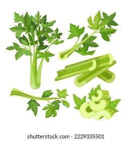 celery vegetable food set cartoon. stalk leaf, plant healthy, green juice, diet organic, vegetarian fresh, health salad, natural vitamin, ingredient celery vegetable food vector illustration