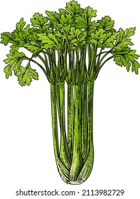 Celery vegetable illustration in a vintage retro woodcut etching style.