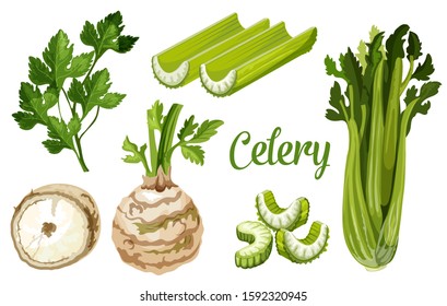 Celery vegetable, vector celeriac plant stalk, leaf and tuber root. Organic farm veggie and vegan celery herb for food, salad, cooking ingredients and healthy drink package design