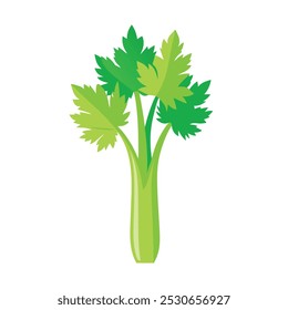 Celery Vegetable Vectors Color Image 