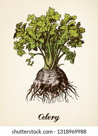 Celery vintage engraving style vector illustration