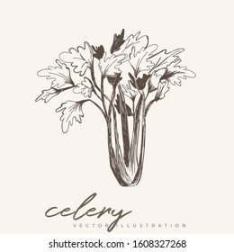 Celery vintage hand drawn illustration