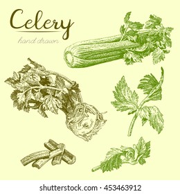 Celery-3. Set of hand drawn illustrations of celery leaves, celery stalk