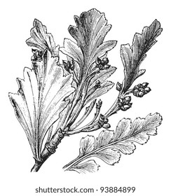 Celery-top pine (Phyllocladus glaucus) / vintage illustration from Meyers Konversations-Lexikon 1897
