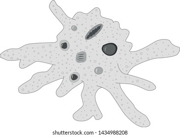 cell amoeba bacteria vector monochromatic illustration. Infection illness micro small life character 