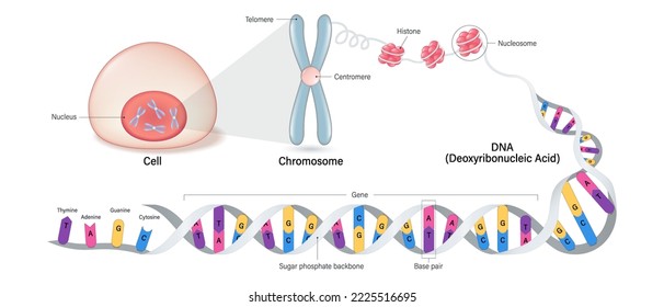 Anatomía celular, estructura cromosómica, histona y ADN (Ácido desoxirribonucleico). Thymine, Adenine, Guanine, Citosina, Sugar Fosfato, Pareja base y gen.