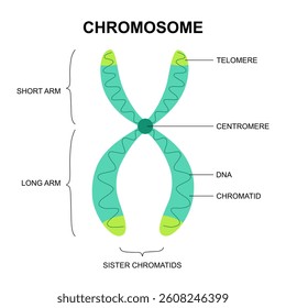 Cell anatomy, Chromosome structure, Histone and DNA(Deoxyribonucleic Acid). Thymine, Adenine, Guanine, Cytosine, Sugar phosphate backbone, base pair and gene.