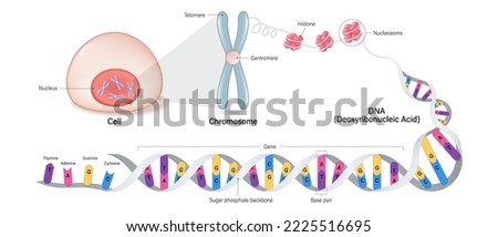 Cell anatomy, Chromosome structure, Histone and DNA(Deoxyribonucleic Acid). Thymine, Adenine, Guanine, Cytosine, Sugar phosphate backbone, base pair and gene. Imagine de stoc © 