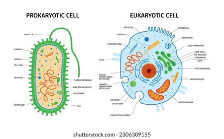 Cell anatomy of eukaryotic and prokaryotic composition with set of colorful images with pointers text captions vector illustration