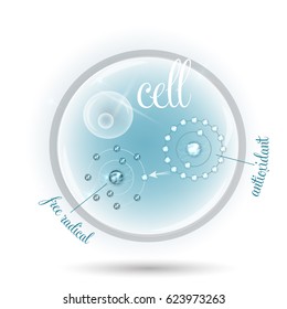 Cell anatomy and how antioxidant works against free radicals 3d illustration. Antioxidant donates missing electron to Free radical, now all electrons are paired.