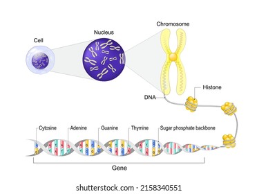 Cell anatomy. Nucleus with Chromosomes. Close-up of a DNA molecule with Histone, Sugar phosphate backbone, Guanine, Cytosine, Thymine, Adenine and Gene. Vector illustration