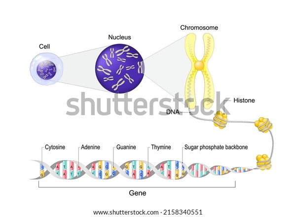 Cell anatomy.\
Nucleus with Chromosomes. Close-up of a DNA molecule with Histone,\
Sugar phosphate backbone, Guanine, Cytosine, Thymine, Adenine and\
Gene. Vector illustration