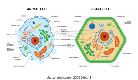 Anatomía celular de la composición vegetal y animal con un conjunto de imágenes educativas coloridas con subtítulos de texto ilustración vectorial