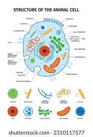 Conjunto de anatomía celular con iconos aislados de elementos esenciales de células animales con descripción general y subtítulos de texto ilustración vectorial