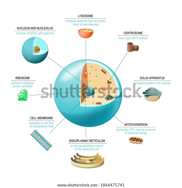 Cell anatomy. Structure and organelles of\
human\'s cell. Cross sections of animal cell: nucleus, nucleolus,\
mitochondria, centrosome, golgi apparatus, endoplasmic reticulum,\
ribosome and membrane.