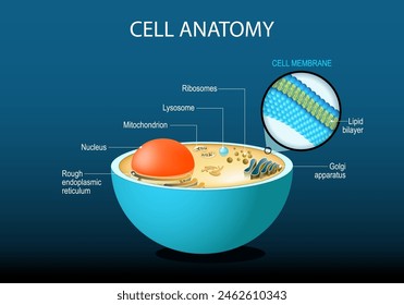 Cell anatomy. Cell structure and organelles Nucleus, Ribosomes, Endoplasmic reticulum, Golgi apparatus, mitochondrion, cytoplasm, lysosome. Close-up of lipid bilayer cell membrane. Vector poster