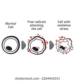 Cell anatomy undergoing oxidative stress, biology. Ideal for educational and informational materials