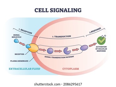 Cell Or Bio Signaling With Signal Molecule Pathway Stages Outline Diagram. Labeled Educational Reception, Transduction And Response Steps From Receptor To Response Activation Vector Illustration.