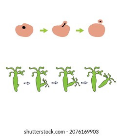 Cell biology. Asexual reproduction in uni and multicellular organisms such as paramecium, sporozoans, yeasts, flatworms, Hydra, polychaetes and starfish. Bipartition, budding, sporulation.