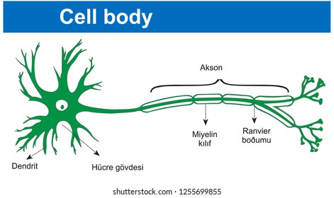 Cell body - Biology Course helper shapes, human body, cell, joints and bones - Shutterstock ID 1255699855