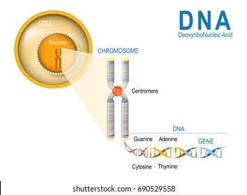 Cell, Chromosome, DNA And Gene. Cell Structure