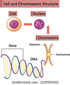 Cell and Chromosome Structure infographic illustration