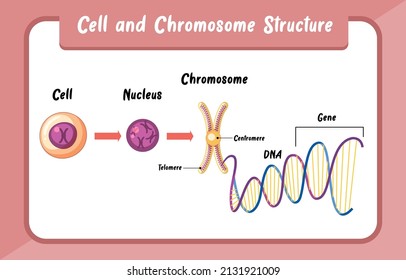 Cell and Chromosome Structure infographic illustration