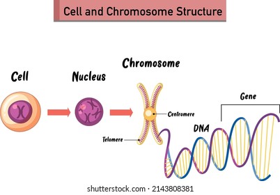 Cell and Chromosome Structure infographic illustration