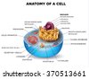 cell anatomy